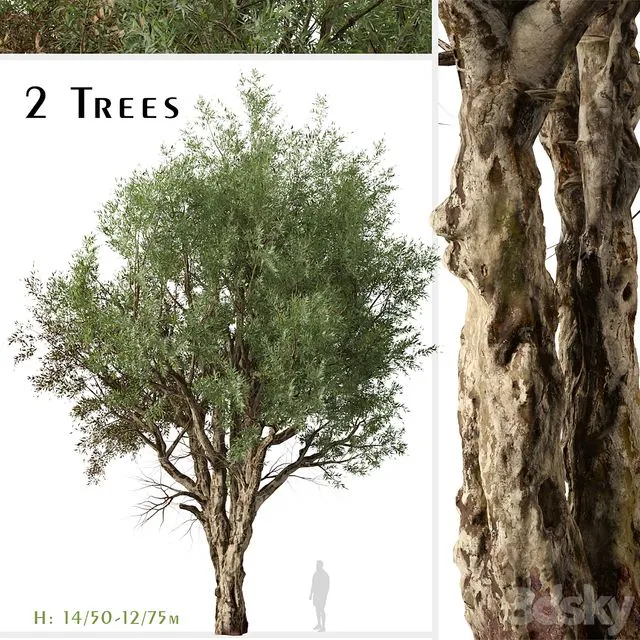 Set of Eucalyptus Camaldulensis Tree (River Red Gum) (2 Trees) 3dsMax Model