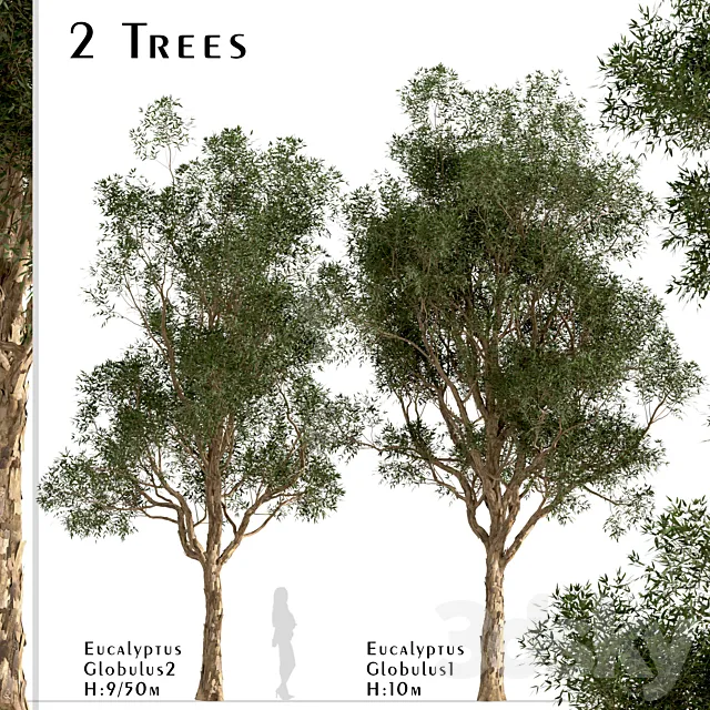 Set of Eucalyptus Globulus Trees (Blue gum) (2 Trees) 3ds Max