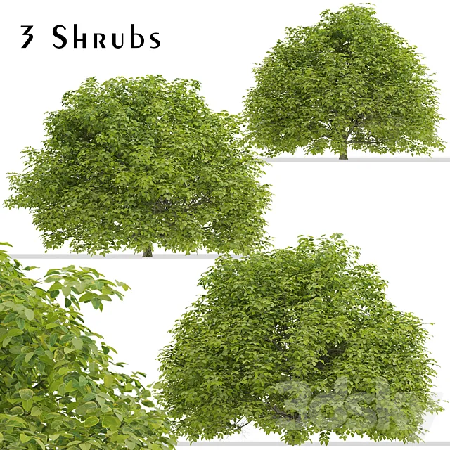 Set of Euonymus japonicus Shrubs (Evergreen spindle) (3 Shrubs) 3ds Max