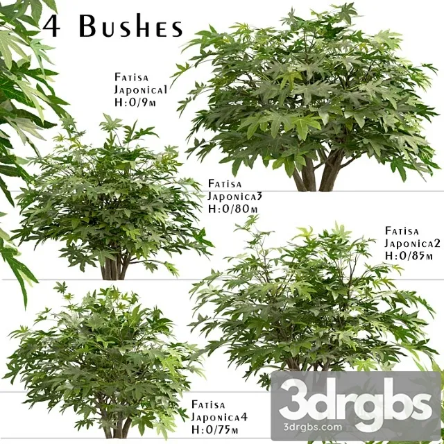 Set of fatsia japonica bushes (japanese aralia) (4 bushes)