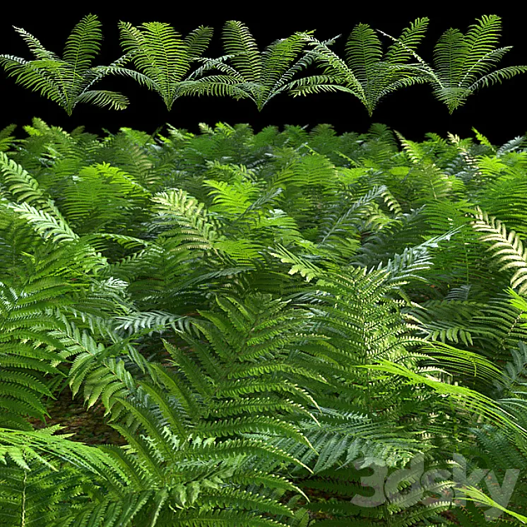 Set of ferns 3DS Max