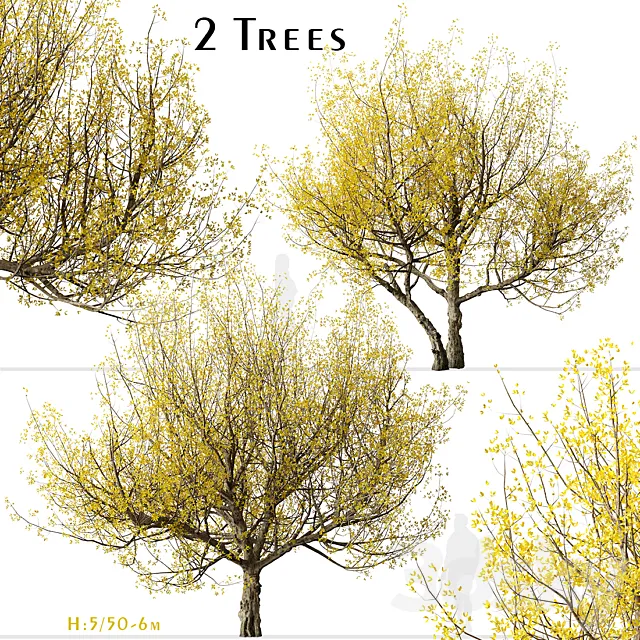 Set of Flowering Cornus mas Trees (Cornelian cherry) (2 Trees) 3DS Max Model