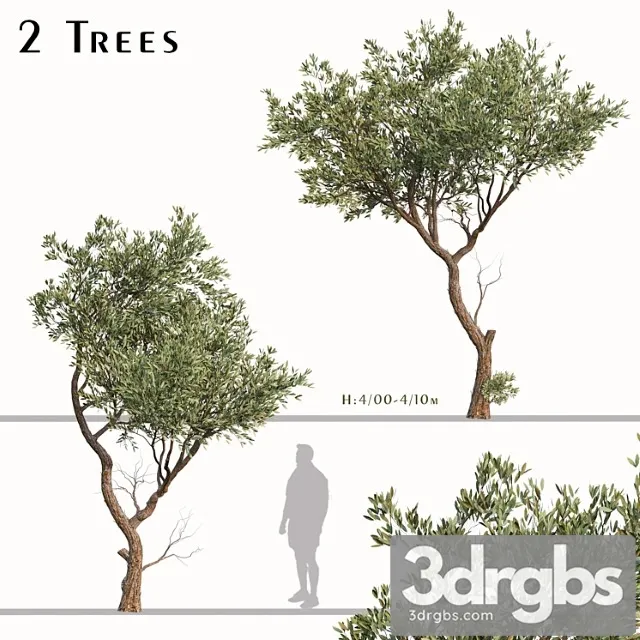 Set Of Fruitless Olive Trees Olea Europaea 2 Trees 3dsmax Download