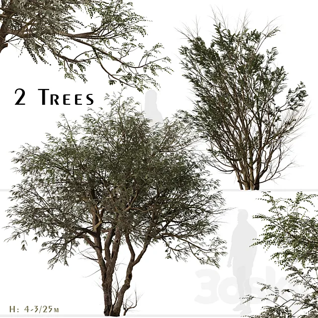 Set of Ghaf Tree (Prosopis cineraria) (2 Trees) 3DS Max Model