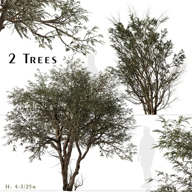 Set of Ghaf Tree (Prosopis cineraria) (2 Trees) 3dsMax Model