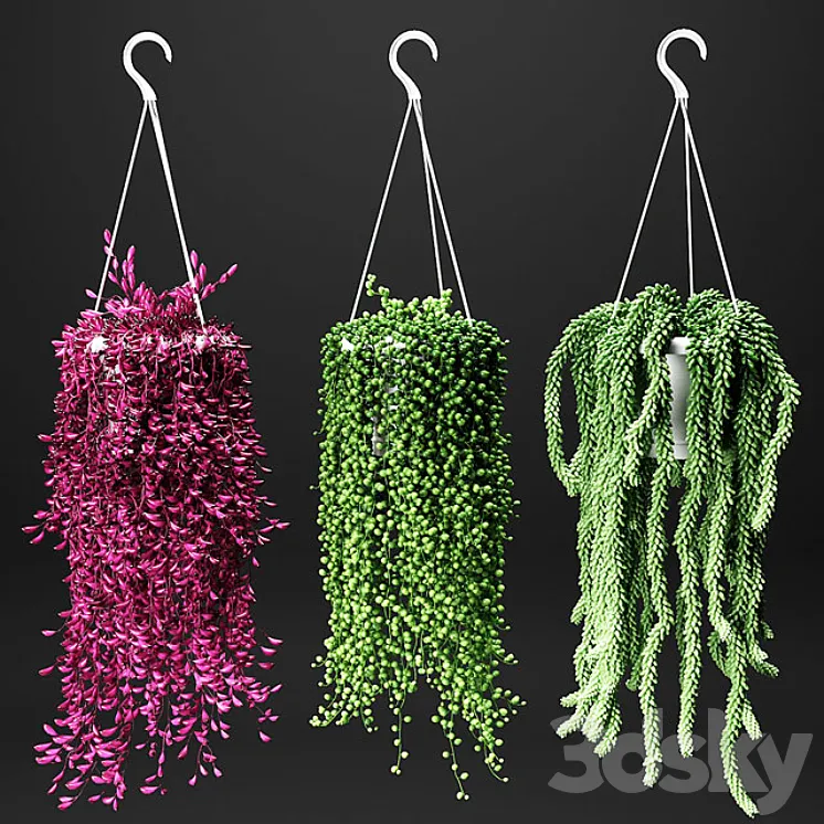Set of hanging plants in hanging flower pots 3DS Max