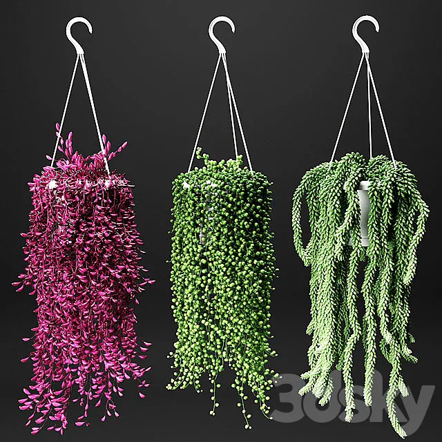Set of hanging plants in hanging flower pots 3DSMax File