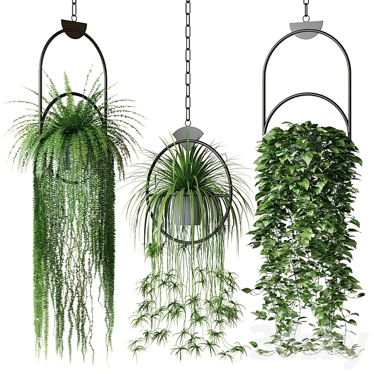 Set of hanging plants in hanging planters 2 3DS Max