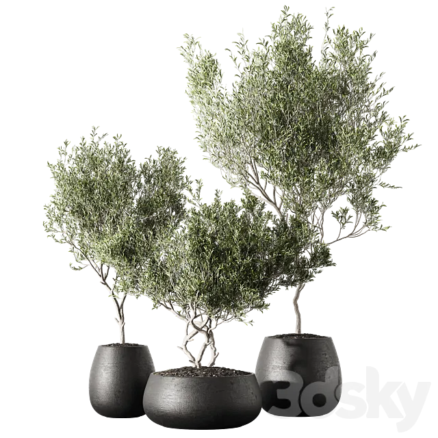 Set of indoor living plants in pots 13 3DS Max Model