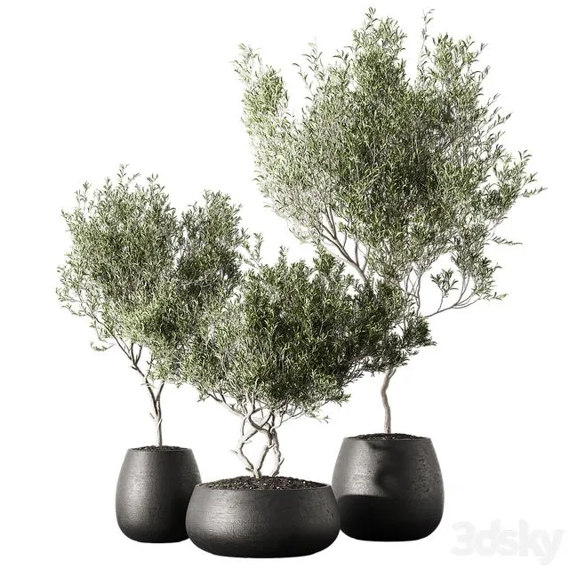 Set of indoor living plants in pots 13 3dsMax Model