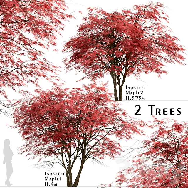 Set of Japanese Maple Trees (Acer Palmatum) (2 Trees) 3ds Max