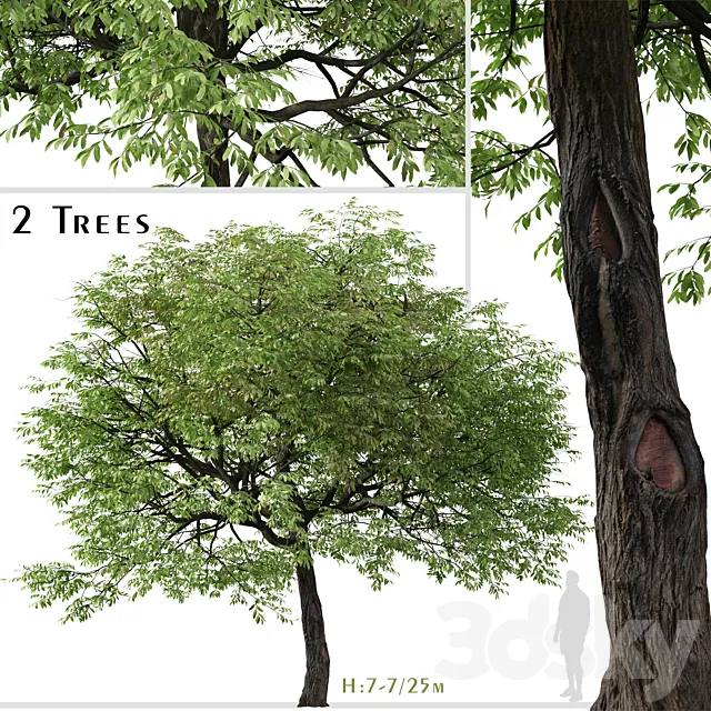 Set of Juglans nigra Tree (Eastern black walnut) (2 Trees) 3ds Max