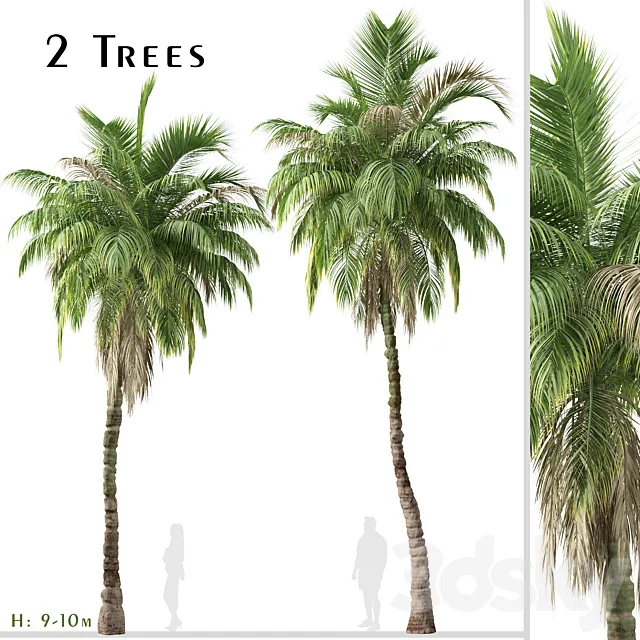 Set of Kentia palm Tree (Howea forsteriana) (2 Trees) 3ds Max