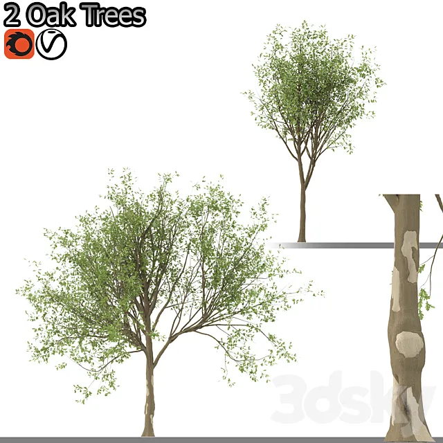 Set of Korean Oak and simple Oak Trees 3DS Max Model