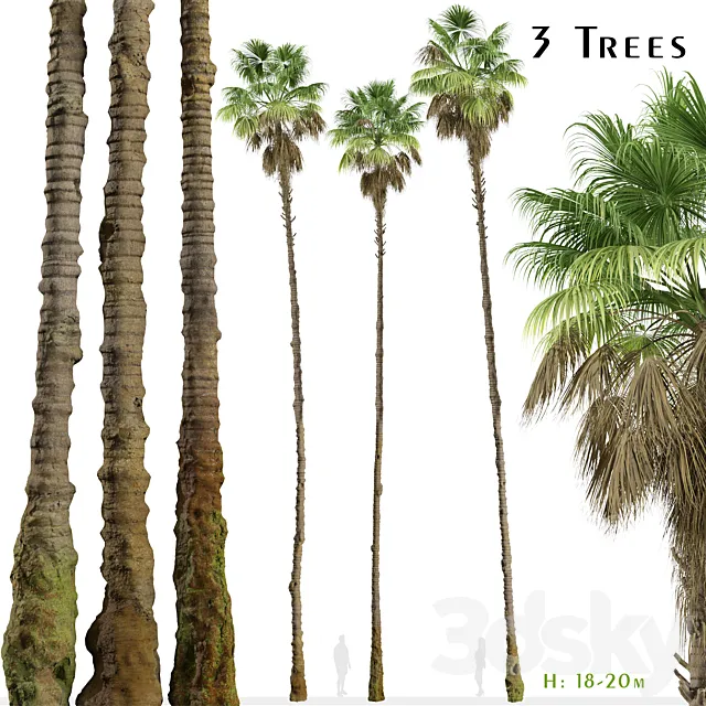 Set of Mexican fan palm Trees (Washingtonia robusta) (3 Trees) 3ds Max