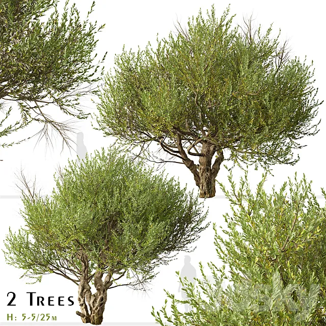 Set of Olive Tree (European olive) (2 Trees) 3ds Max