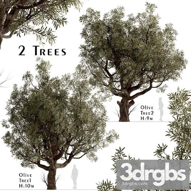Set of olive trees (olea europaea) (2 trees) 2