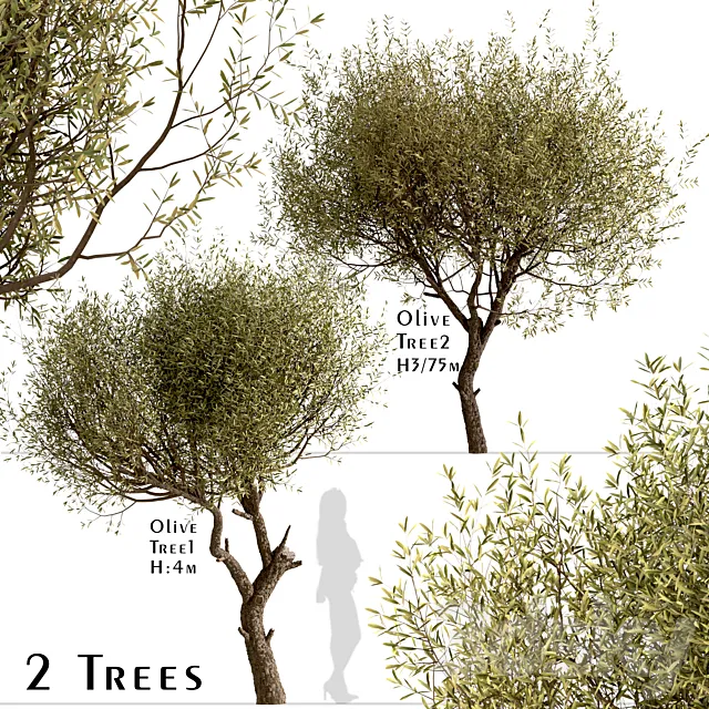 Set of Olive Trees (Olea Europaea) (2 Trees) 3DS Max Model