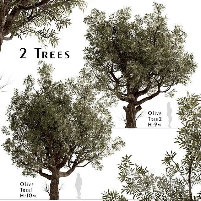 Set of Olive Trees (Olea Europaea) (2 Trees) 3ds Max