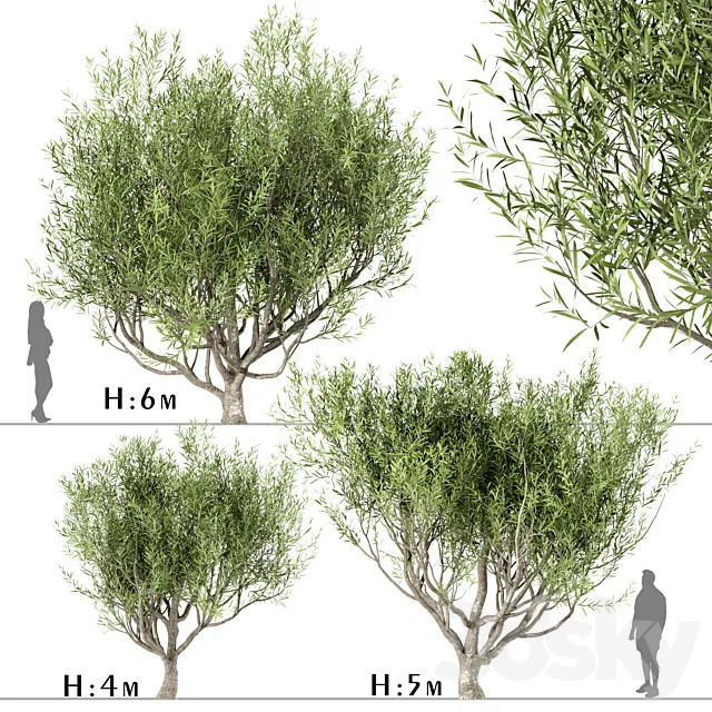 Set of Olive Trees (Olea Europaea) (3 Trees) 3DS Max Model