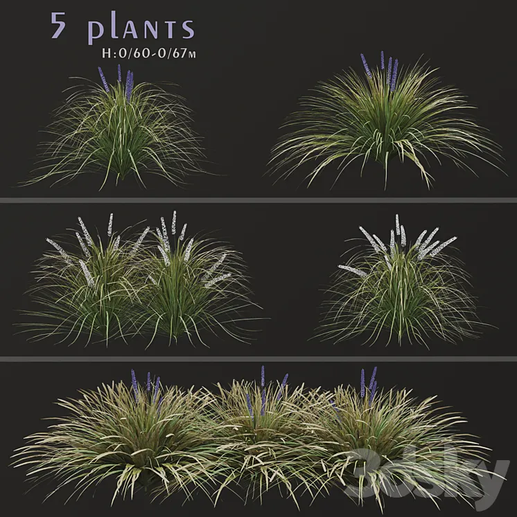Set of Ophiopogon jaburan Plants (Dwarf lilyturf) (5 Plants) 3DS Max Model