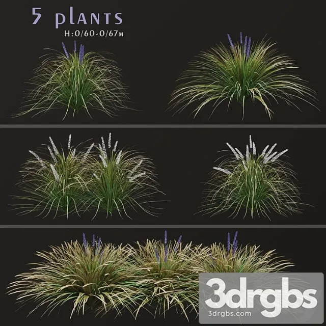 Set of ophiopogon jaburan plants (dwarf lilyturf) (5 plants)
