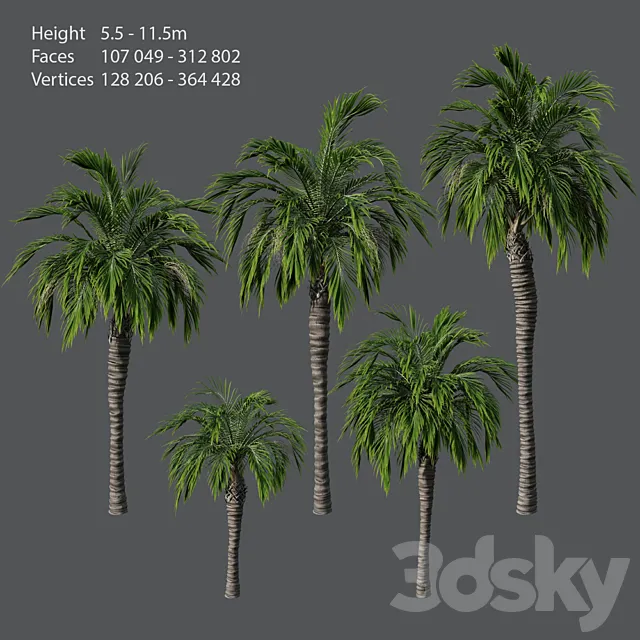 Set of palm trees 3DS Max Model