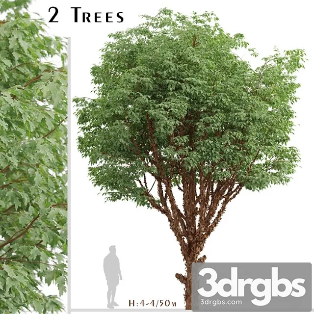 Set Of Paperbark Maple Trees Acer Griseum 2 Trees 1 3dsmax Download