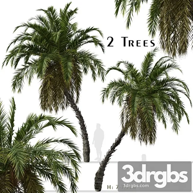 Set Of Phoenix Reclinata Trees Senegal Date Palm 2 Trees 3dsmax Download