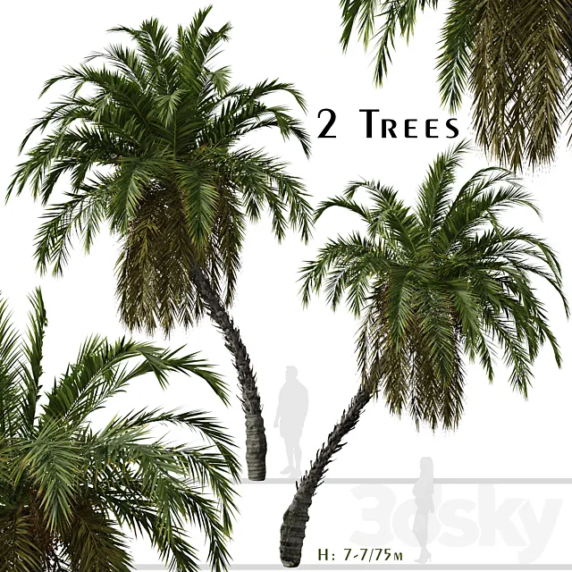 Set of Phoenix reclinata Trees (Senegal date palm) (2 Trees) 3DS Max Model