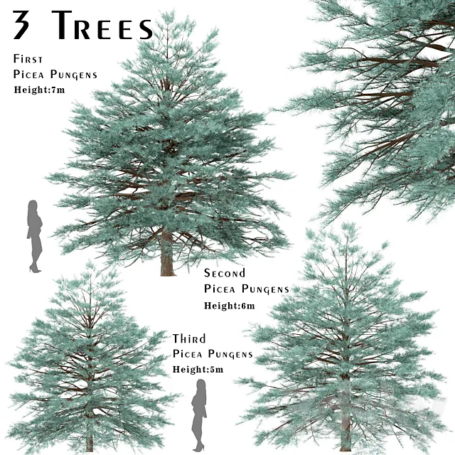 Set of Picea Pungens Trees (Blue spruce) (3 Trees) 3DS Max Model