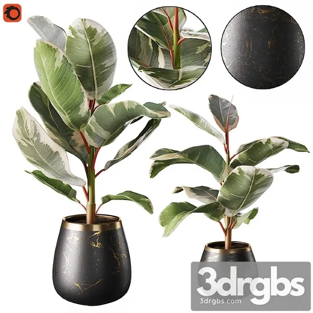 Set of plants ficus rubbery