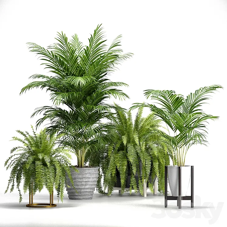 Set of plants No. 3 (Areca palm fern) 3DS Max