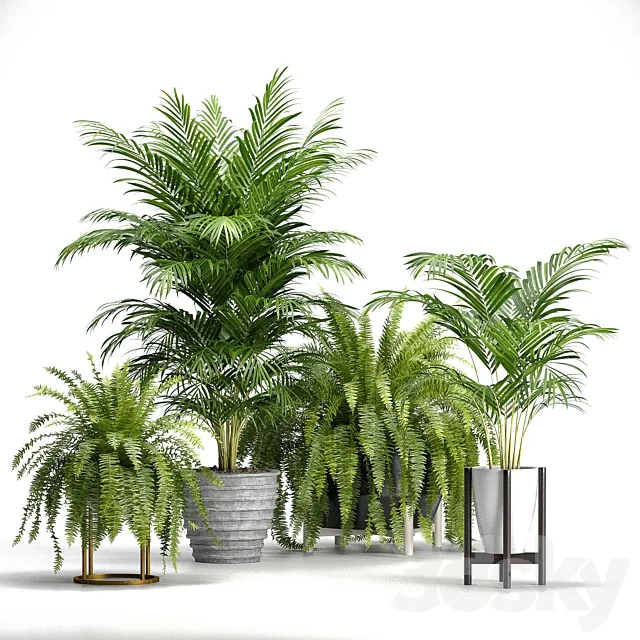 Set of plants No. 3 (Areca palm. fern) 3DSMax File