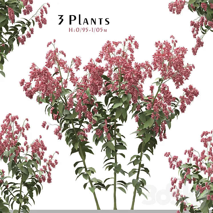Set of Polygonum Orientale Plant ( Princes Feather ) ( 3 Plants ) 3DS Max