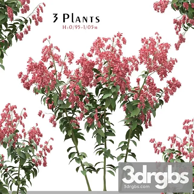 Set of polygonum orientale plant ( princes feather ) ( 3 plants )