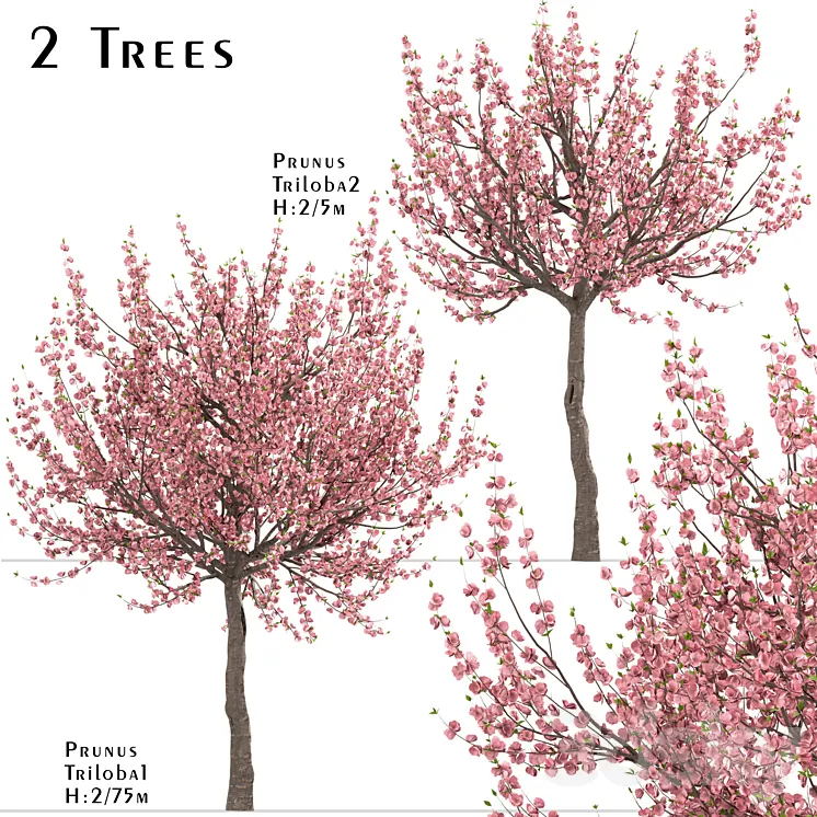 Set of Prunus Triloba Trees (Flowering Almond) (2 Trees) 3DS Max
