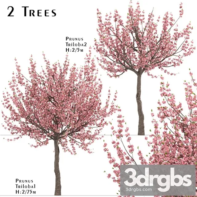 Set of prunus triloba trees (flowering almond) (2 trees)