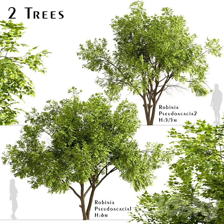 Set of Robinia Pseudoacacia Trees (Black Locust) (2 Trees) 3DS Max