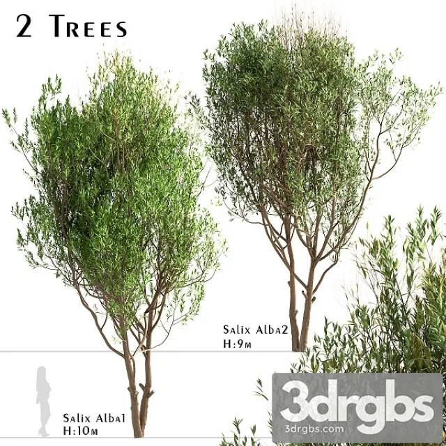 Set of Salix Alba Trees 3dsmax Download