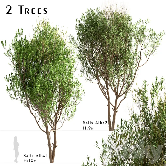 Set of Salix Alba Trees (White Willow) (2 Trees) 3DS Max Model