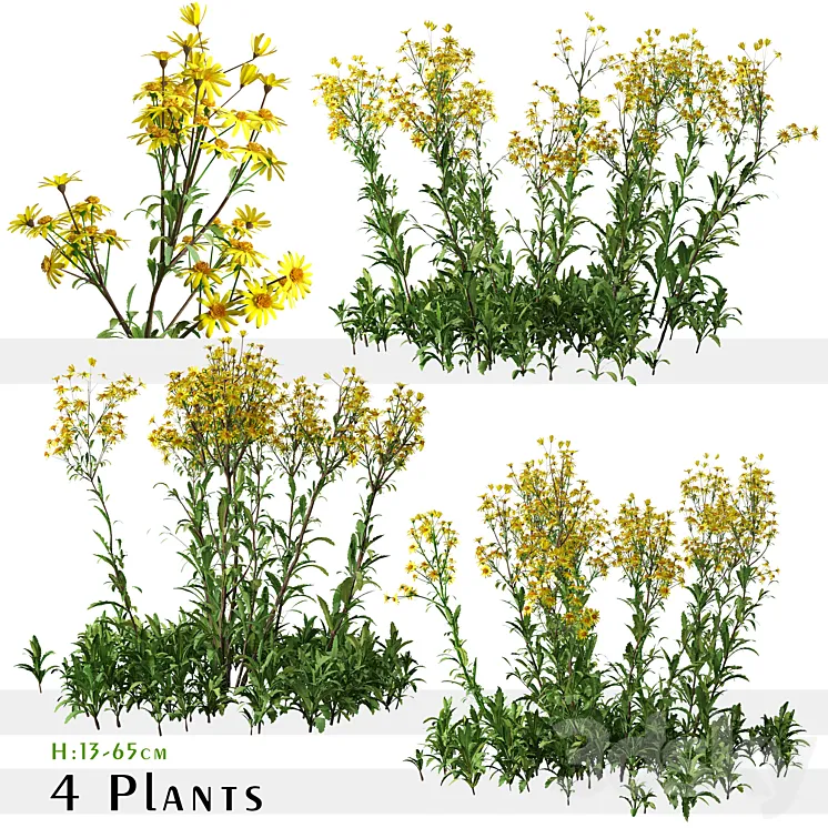 Set of Senecio jacobaea wild flowers (Tansy ragwort) (4 Plants) 3DS Max Model
