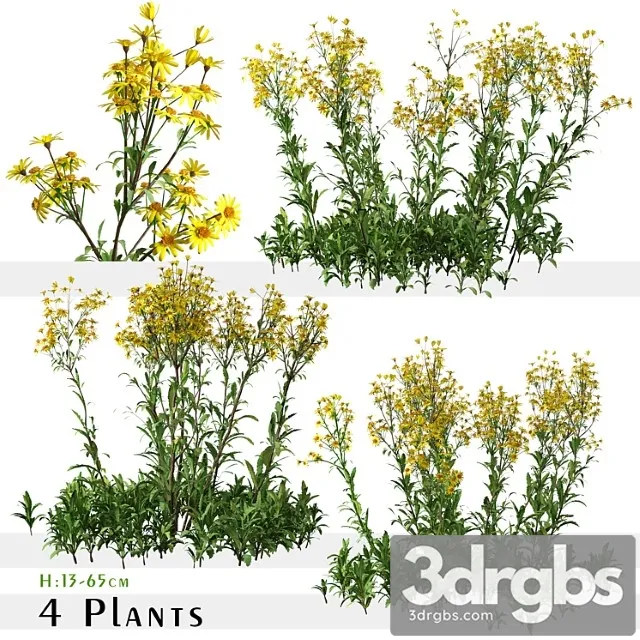 Set of senecio jacobaea wild flowers (tansy ragwort) (4 plants)