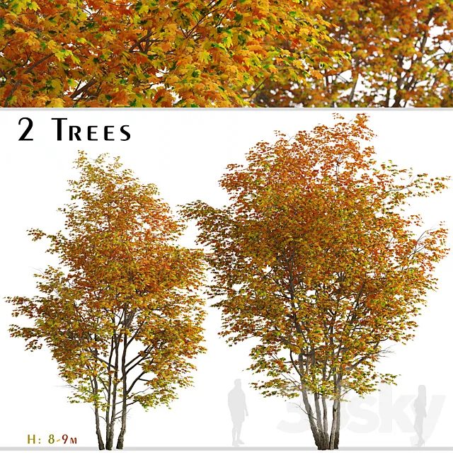 Set of Silver maple Tree (Creek maple) (2 Trees) 3DS Max Model