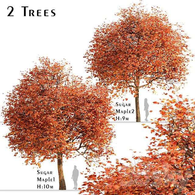 Set of Sugar Maple Trees (Acer Saccharum) (2 Trees) 3DSMax File