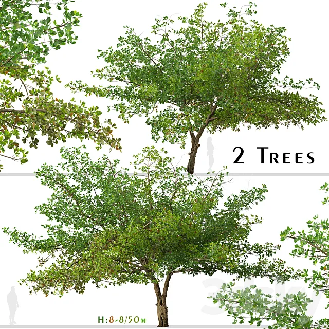 Set of Terminalia catappa Tree (Indian almond) (2 Trees) 3ds Max