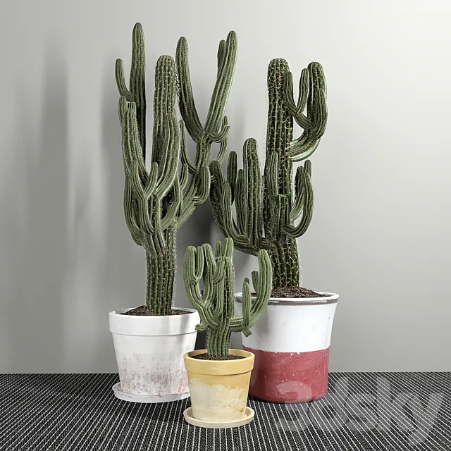 Set of Three Cactuses Carnegiea 3DS Max Model