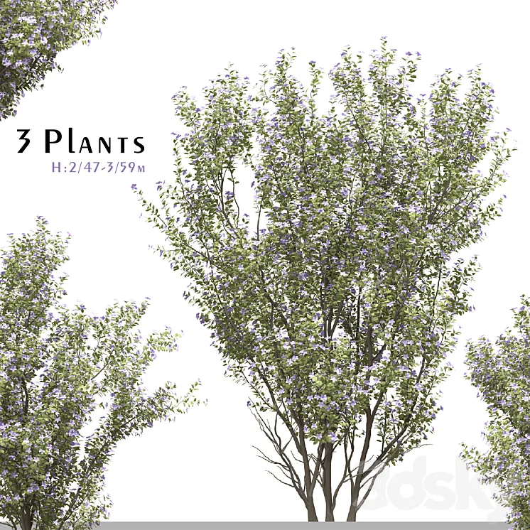 Set of Tibouchina Semidecandra Plant ( Princess flower ) ( 3 Plants ) 3DS Max Model