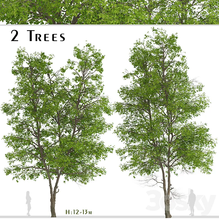 Set of Tilia Platyphyllos Trees (Large-Leaved Lime) (2 Trees) 3DS Max