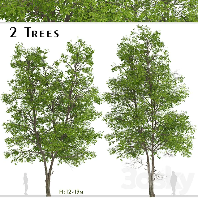 Set of Tilia Platyphyllos Trees (Large-Leaved Lime) (2 Trees) 3DSMax File